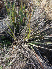 Dianella haematica