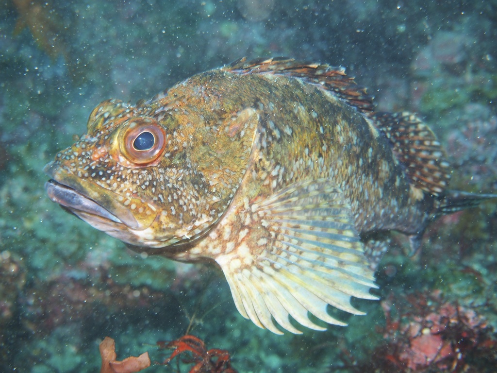 False Kelpfish
