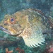 False Kelpfish - Photo (c) Zack, some rights reserved (CC BY-NC), uploaded by Zack