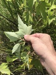 Hibiscus grandiflorus