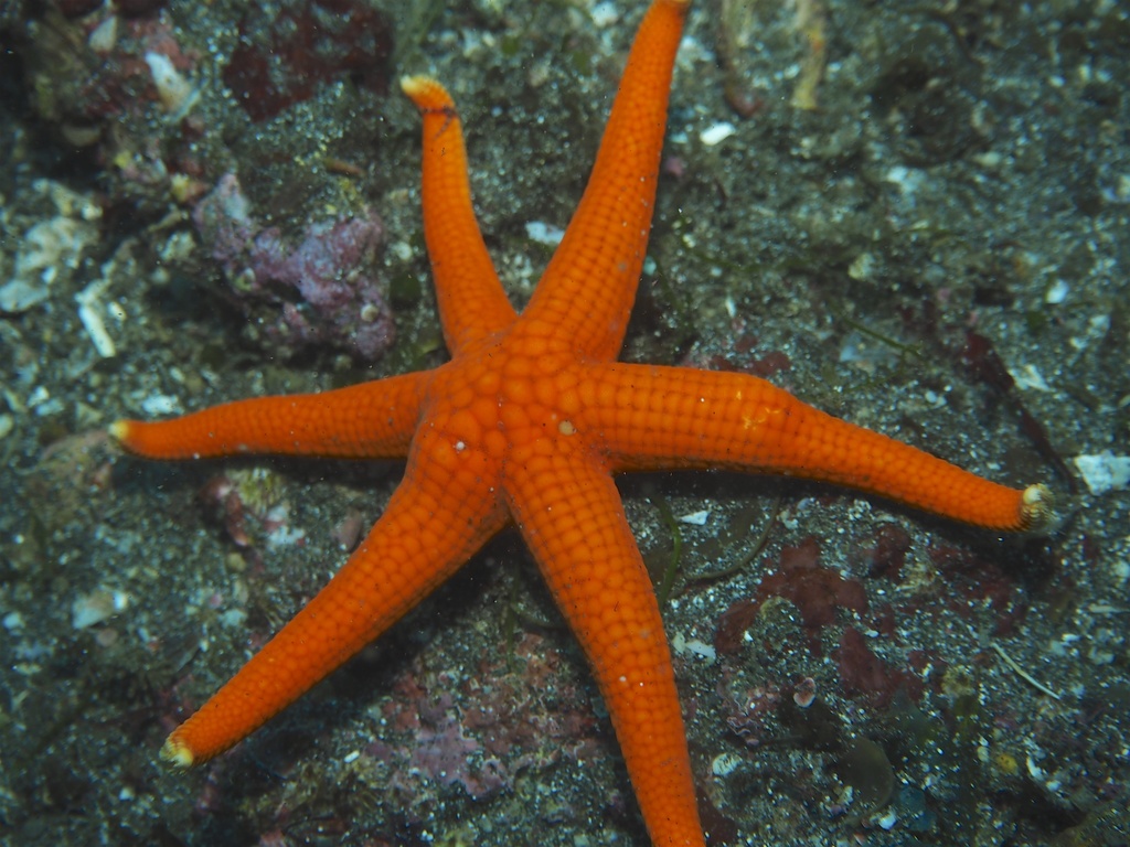 Japanese orange sea star from 日本, 〒294-0314 千葉県館山市伊戸963 on July 31 ...