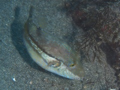 Canthigaster rivulata
