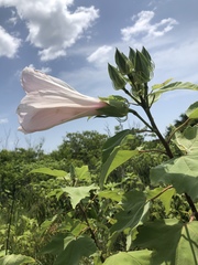 Hibiscus grandiflorus