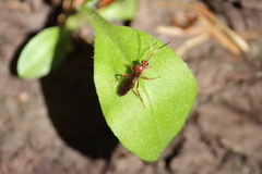 Spilichneumon