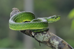Craspedocephalus macrolepis