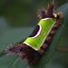 Saddleback Caterpillar - Photo (c) zen Sutherland, some rights reserved (CC BY-NC-SA)