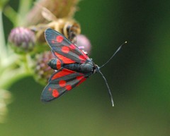 Zygaena ephialtes