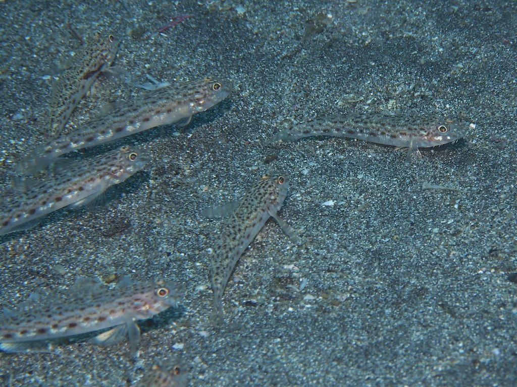 Sagamia