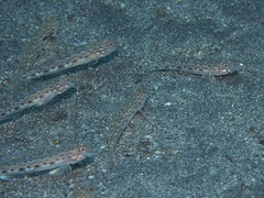 Sagamia geneionema