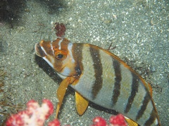 Goniistius zonatus