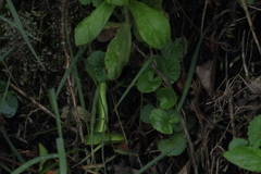 Craspedocephalus macrolepis