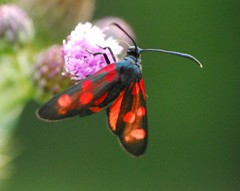 Zygaena ephialtes