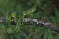 Craspedocephalus macrolepis