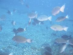 Girella punctata