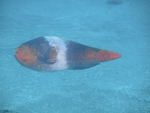 Japanese Parrotfish (Calotomus japonicus) · iNaturalist