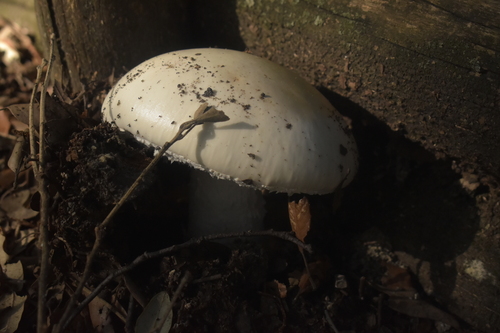Amanita proxima — (c) tinyclayman, some rights reserved (CC BY)