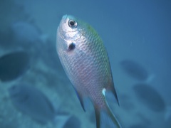Chromis notata