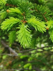 Picea jezoensis jezoensis