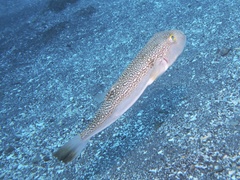 Shosai-Fugu photo 4