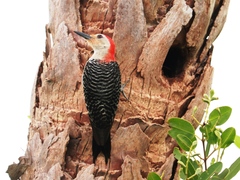 Melanerpes carolinus