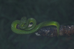 Craspedocephalus macrolepis