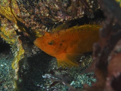 Cirrhitichthys aureus