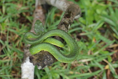 Craspedocephalus macrolepis