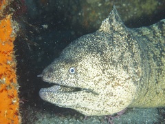 Gymnothorax kidako