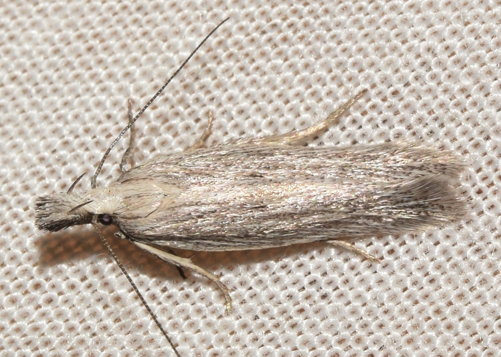 Megacraspedus pusillus
