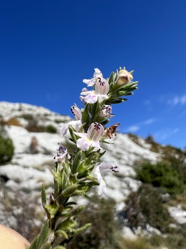 Image of Satureja cuneifolia by no rights reserved