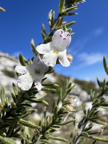 Image of Satureja cuneifolia by no rights reserved