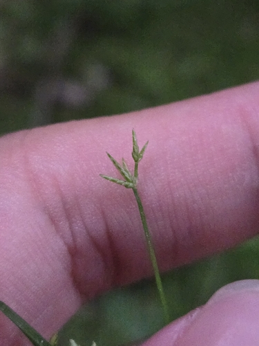 Image of Cyperus haspan by (c) jimmy, some rights reserved (CC BY)