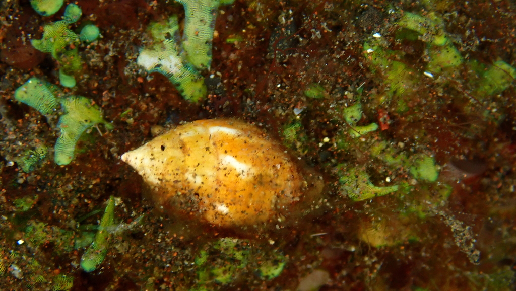turtle dove shell (Euplica turturina)