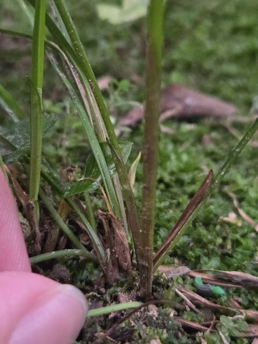 Image of Cyperus haspan by (c) jimmy, some rights reserved (CC BY)