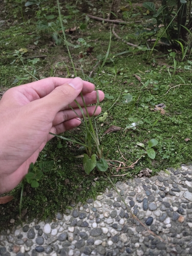 Image of Cyperus haspan by (c) jimmy, some rights reserved (CC BY)