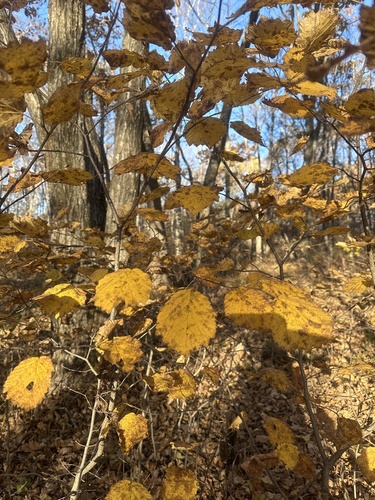 Image of Corylus sieboldiana by (c) Tatyana Petrenko, some rights reserved (CC BY)