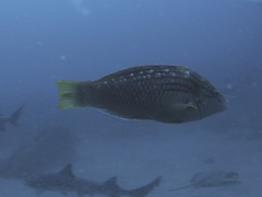 Pseudolabrus sieboldi