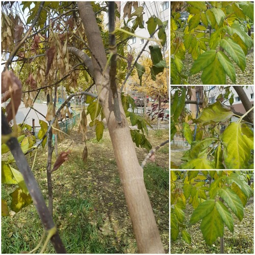 Populus berolinensis