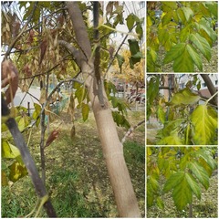 Lombardy Poplar (Populus nigra var. italica)