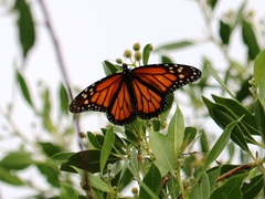 Danaus plexippus