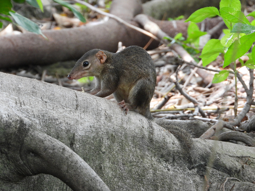 Northern Treeshrew, photo 2 of 10