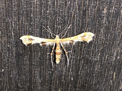Geina periscelidactylus