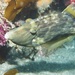 Thread-sail Filefish - Photo (c) Zack, some rights reserved (CC BY-NC), uploaded by Zack