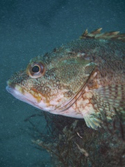 Sebastiscus marmoratus