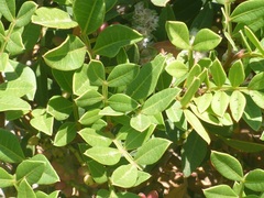 Paronychia argentea