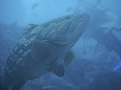 Epinephelus bruneus