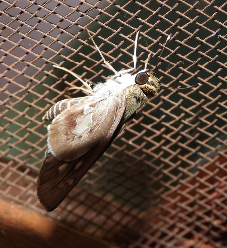 Nomad Dart