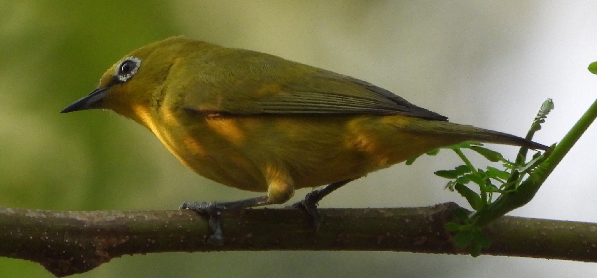 Southern Yellow White-eye (Zosterops anderssoni), photo 7