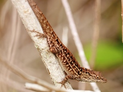 Anolis sagrei