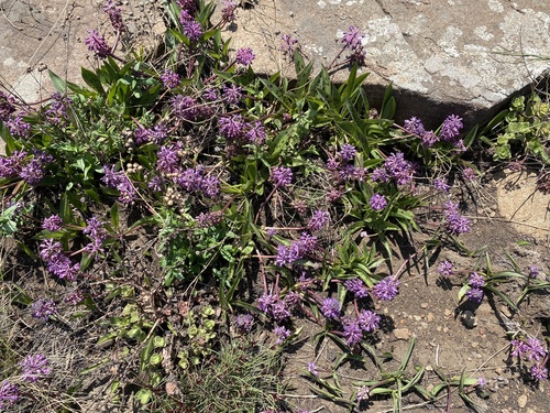 Ledebouria sandersonii